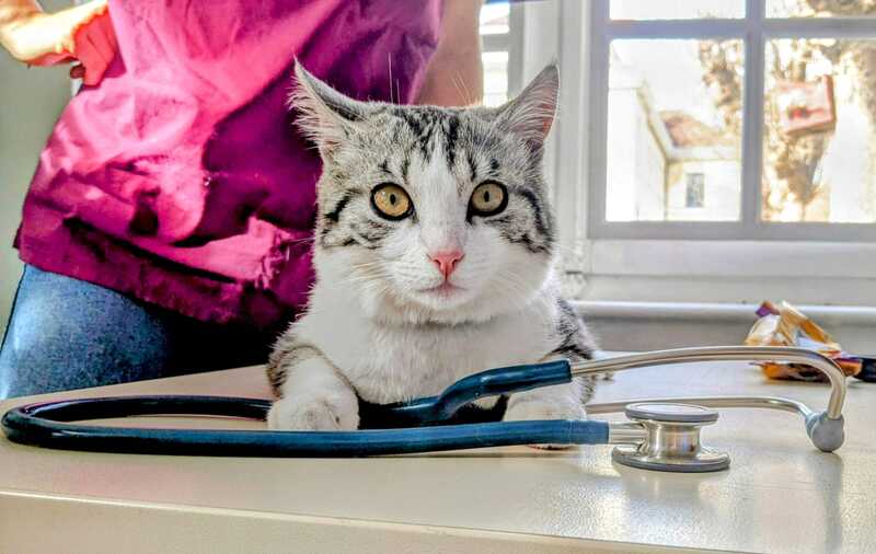 Soigner les animaux pour aider les plus démunis