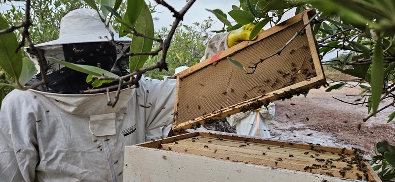 Mission Laafi au Sénégal ! 🌍🐝