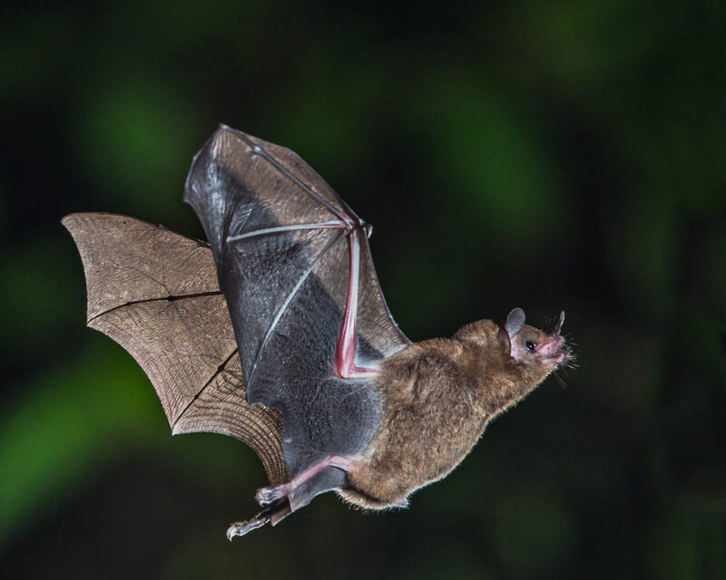 Protéger les chauves-souris du fort de Souville