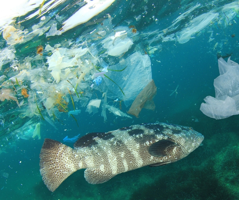 Réduire la pollution plastique pour protéger notre environnement et notre santé