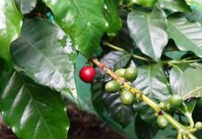 First harvest: a key stage in the project!
