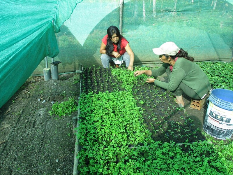  Around 2026: plots zoned and 62,500 plants already distributed!