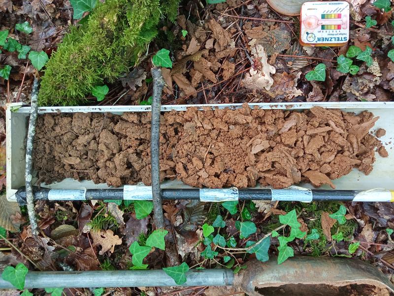 Qu’est-ce que la forêt nous murmure ? Les diagnostics forestiers chez Cœur de Forêt