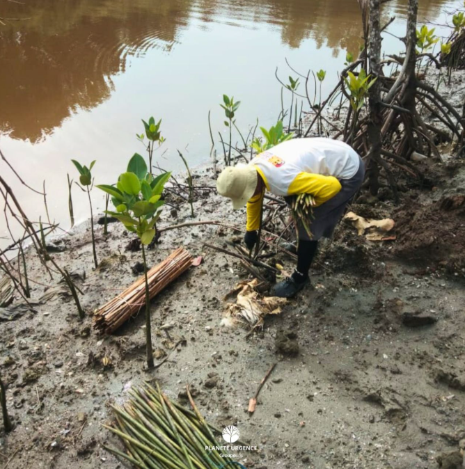 🌱 Mangrove season