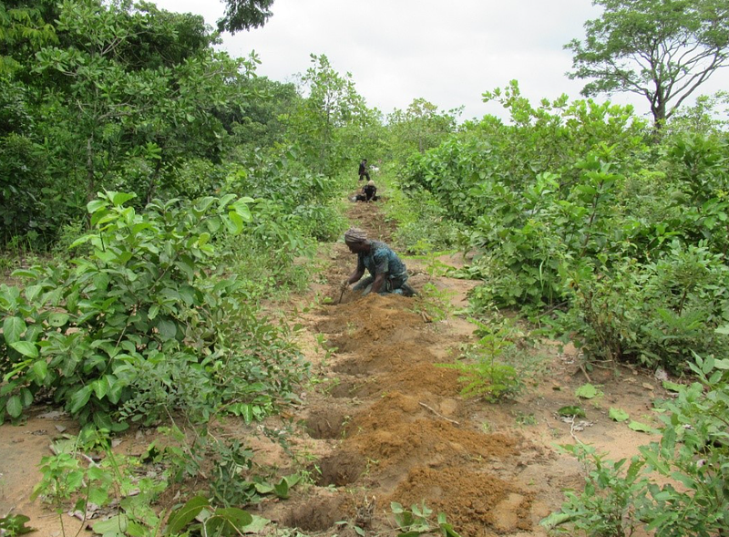 🪏 Mise en terre d'arbres épineux autour des forêts sacrées